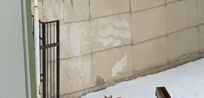 Pandemi nedeniyle kapalı olan okulun bahçesine gelen tilki kamerada