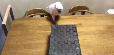 Papağanın kediye tepkisi g&uuml;ld&uuml;rd&uuml;