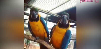 Papağanların romantik saniyeleri rekor kırdı