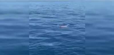 Paralimpik y&uuml;z&uuml;c&uuml; k&ouml;pek balığı ile burun buruna geldi