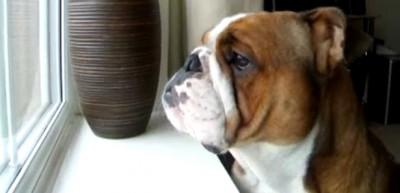 Pavarotti'ye &ouml;zenen bulldog