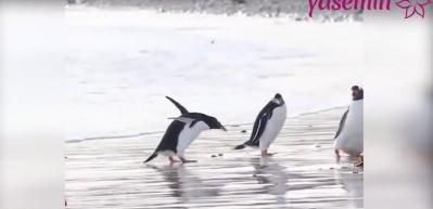 Sevimli penguenin komik halleri
