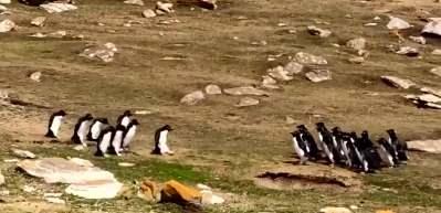 Penguenlerin ayak &uuml;st&uuml; sohbeti sosyal medyayı salladı