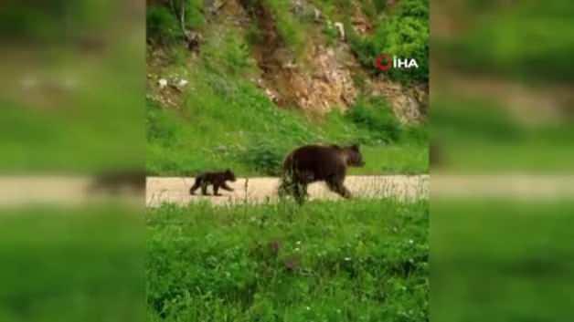  Engelli ayı ve ailesi 1 yıl sonra tekrar fotokapanlara yakalandı