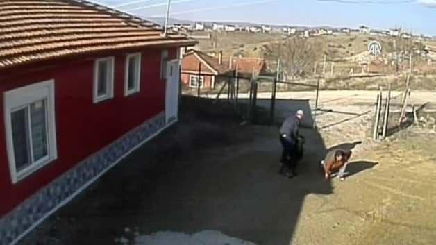 Çorum’da köpek dehşet saçtı: Eşim olmasaydı benim hayatım tehlikedeydi Çorum’da köpek dehşet saçtı: Eşim olmasaydı benim hayatım tehlikedeydi