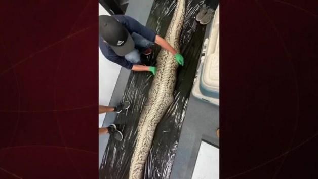 Florida’da hayrete düşüren olay: Boğa yılanının midesinden 1.5 metre timsah çıktı Florida’da hayrete düşüren olay: Boğa yılanının midesinden 1.5 metre timsah çıktı