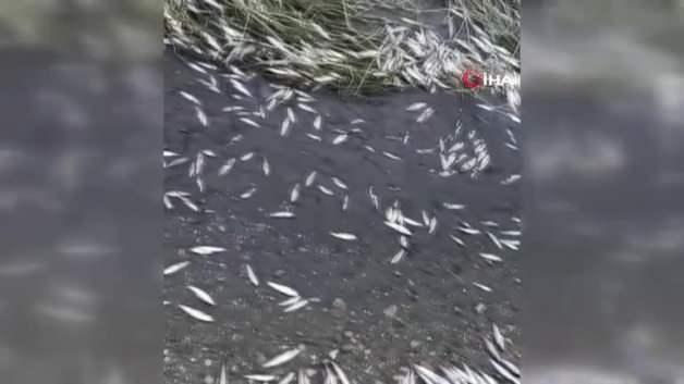 Kocabaş Çayı’nda kuraklık alarmı: Su seviyesi düştü, balıklar telef oldu