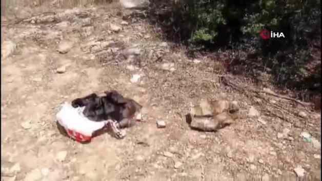 Denizli’de 29 yıl hapis cezasıyla aranan hükümlü ormanda yakalandı: Hayvan derisinden giysi yapmış, kenevir ekmiş