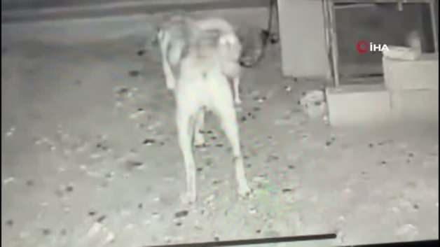 Burdur’da sokak köpekleri dehşeti: Bahçedeki zincirli köpeği parçaladılar