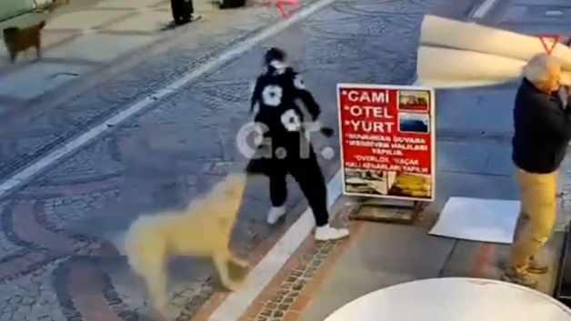 Başıboş k&ouml;pek dehşeti: Elinden ve kal&ccedil;asından ısırıldı