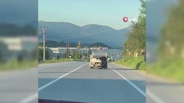 Kurbanlığı ara&ccedil;tan sarkıtıp kilometrelerce s&uuml;r&uuml;kledi
