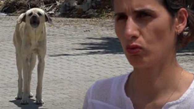 Sahipsiz köpeklerin saldırısına uğrayan anne duruma isyan etti! Sahipsiz köpeklerin saldırısına uğrayan anne duruma isyan etti!