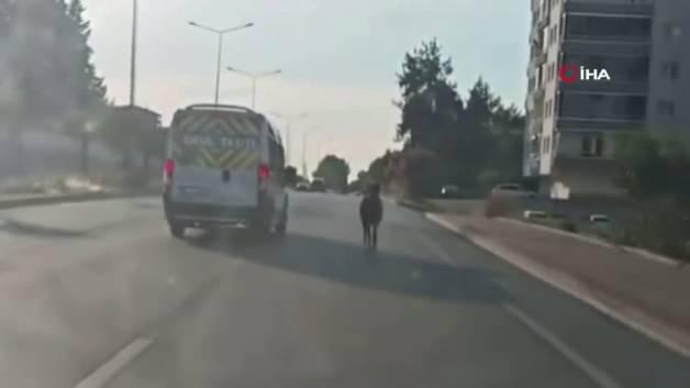 Bursa Mudanya yolunda trafiğe çıkan başıboş at