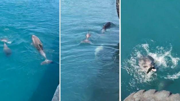Kadıköy sahilinde iskele yakınlarında balık avlayan yunuslar görüntülendi.