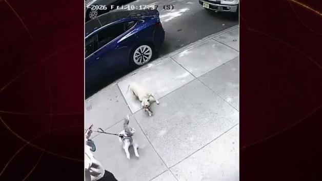 Park halindeki araçtan atlayan pitbull cinsi köpek, sokakta gezdirilen iki köpeğe saldırıyor.