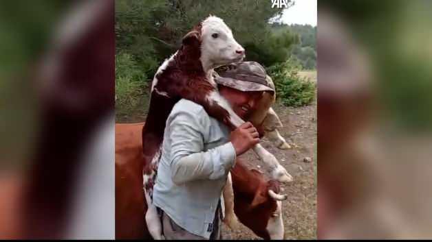 Amasya'da bir çiftçi, yeni doğmuş buzağısını sırtında taşıyor.
