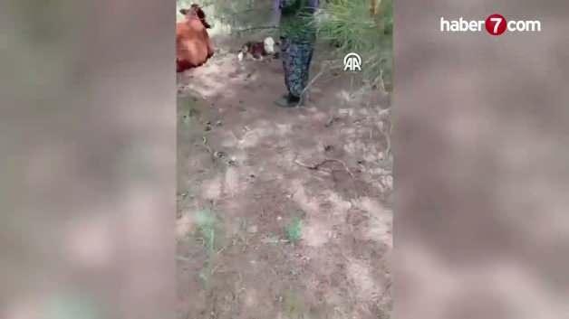 Anne sığırın sırtında taşıdığı buzağının yayla görüntüsü.