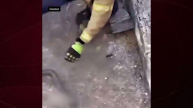 Pendik'te bir apartman garajında itfaiye ekipleri tarafından yakalanan yılan.