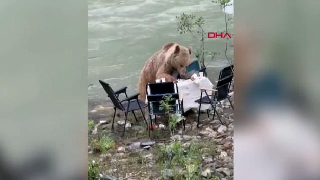 Munzur Vadisi Milli Parkı'nda piknik masasına yaklaşan boz ayı