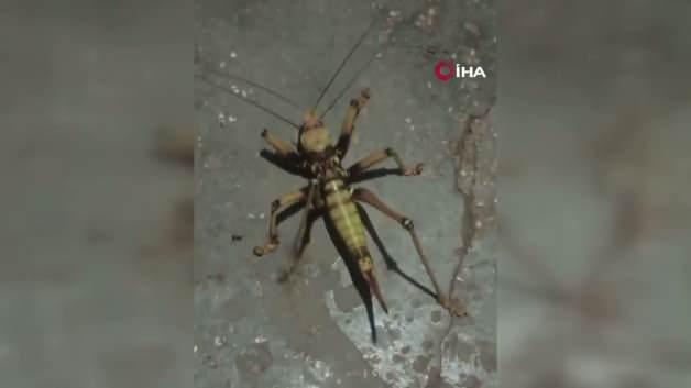 Elazığ'ın Kumla köyünde görüntülenen dev etçil çekirge