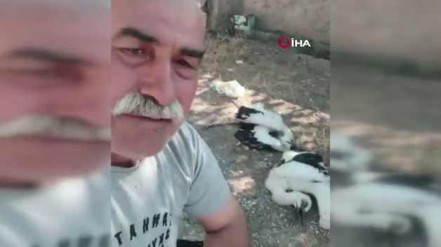 Çankırı'da leyleklerin ölü bulunması