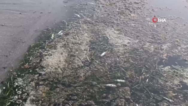 Değirmenaltı Deresi'nde cansız halde bulunan balıklar