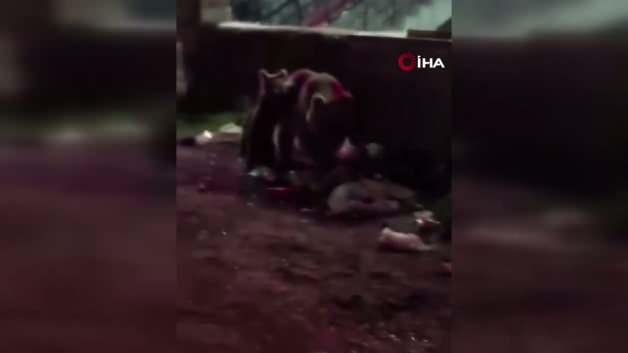Kars'ta çöp konteynerinde yiyecek arayan anne boz ayı ve iki yavrusuna türkü söyleyen bir vatandaşın cep telefonuyla çekilmiş görüntüsü.