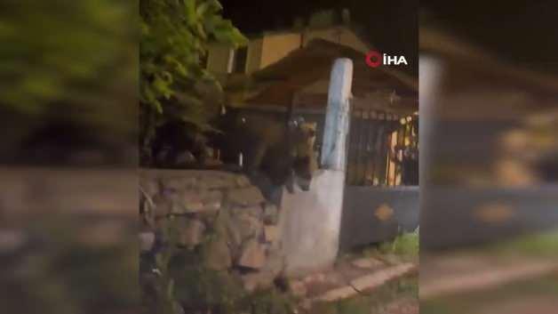 Kars Sarıkamış'ta bir evin bahçesinde görülen boz ayılar.