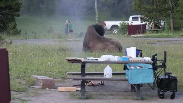 Yellowstone Ulusal Parkı'nda bir bizonun turiste saldırdığı anı gösteren temsili bir görsel.