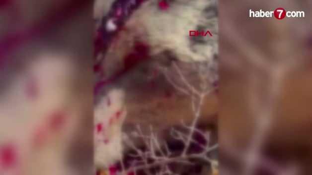 İzmir'de balkonda uyuyan yaşlı adama saldıran ve ölümüne neden olan ayı vurulduktan sonra görüntülendi.