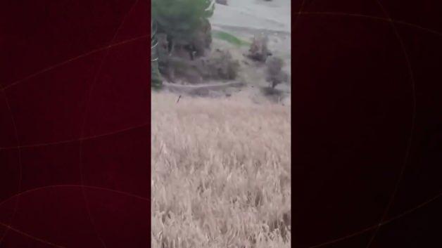 Uşak'ta yaban domuzu saldırısı anı