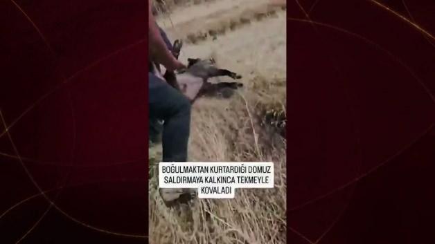 Yaralı yaban domuzuna yaklaşan ve ardından tekmeleyen bir vatandaşın görüntüsü.