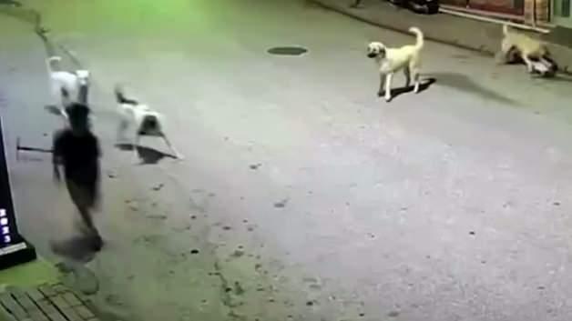 Ordu'nun Çamaş ilçesinde sahipsiz köpeklerin skuterli bir çocuğa saldırdığı anı gösteren güvenlik kamerası görüntüsü.