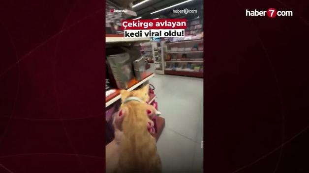 İş yerine giren devasa çekirgeyi kedisiyle avlayan kadın