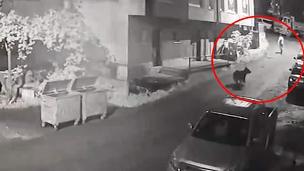 Rize'de bir vatandaşın yol kenarında karşılaştığı ayının kovalaması ve bu anların cep telefonu kamerasına yansıması.