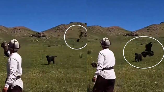 Hedefini şaşıran kaya kartalı k&ouml;peği avlamak istedi