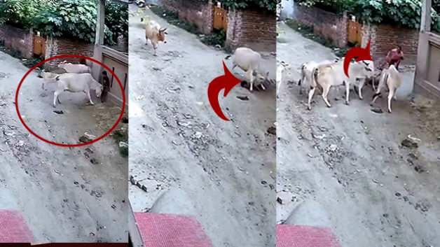 Hindistan'da ineğin saldırdığı çocuğu çevredekiler kurtardı
