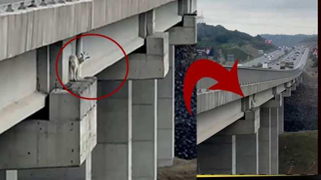 Viyadükte mahsur kalan keçiyi itfaiye ekipleri halatla yukarı çekti