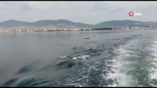 Izmit Korfezi Nde Yunuslar Deniz Yuzeyi Temizleme Araciyla Yaristi Video 7