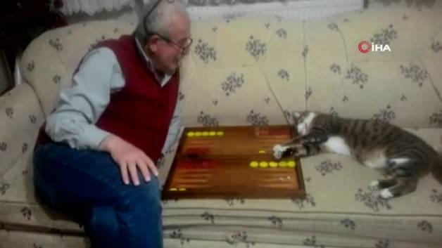 sahibiyle tavla oynayan kedi sosyal medyanin ilgi odagi oldu