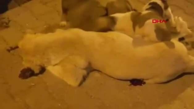 uyusturucu igneyle vurulan kopek oldu belediye sorusturma baslatti video 7