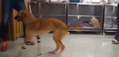 Protez bacakları takılan k&ouml;peğin mutluluğu! 