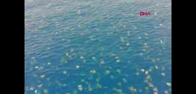 D&uuml;nyanın en b&uuml;y&uuml;k yeşil kaplumbağa yuvaları ilk kez drone ile g&ouml;r&uuml;nt&uuml;lendi