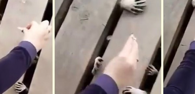 Rakunların yemek telaşı korku filmini aratmadı