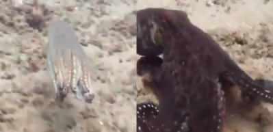 Renk değiştirerek kamuflaj yapan ahtapotun o anları