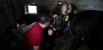 Rizeli vatandaşın inek sevgisi şaşırttı