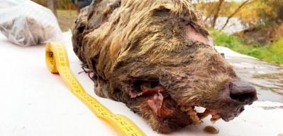Rusya'da 40.000 yıllık ve 40 cm kafası olan kurt başı bulundu