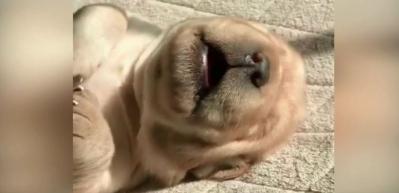 R&uuml;ya g&ouml;ren k&ouml;pek b&ouml;yle sayıkladı