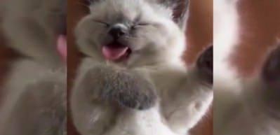 R&uuml;yasında yemek yiyen kedi sosyal medyayı salladı!