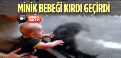 Şempanze minik bebeği kırdı ge&ccedil;irdi